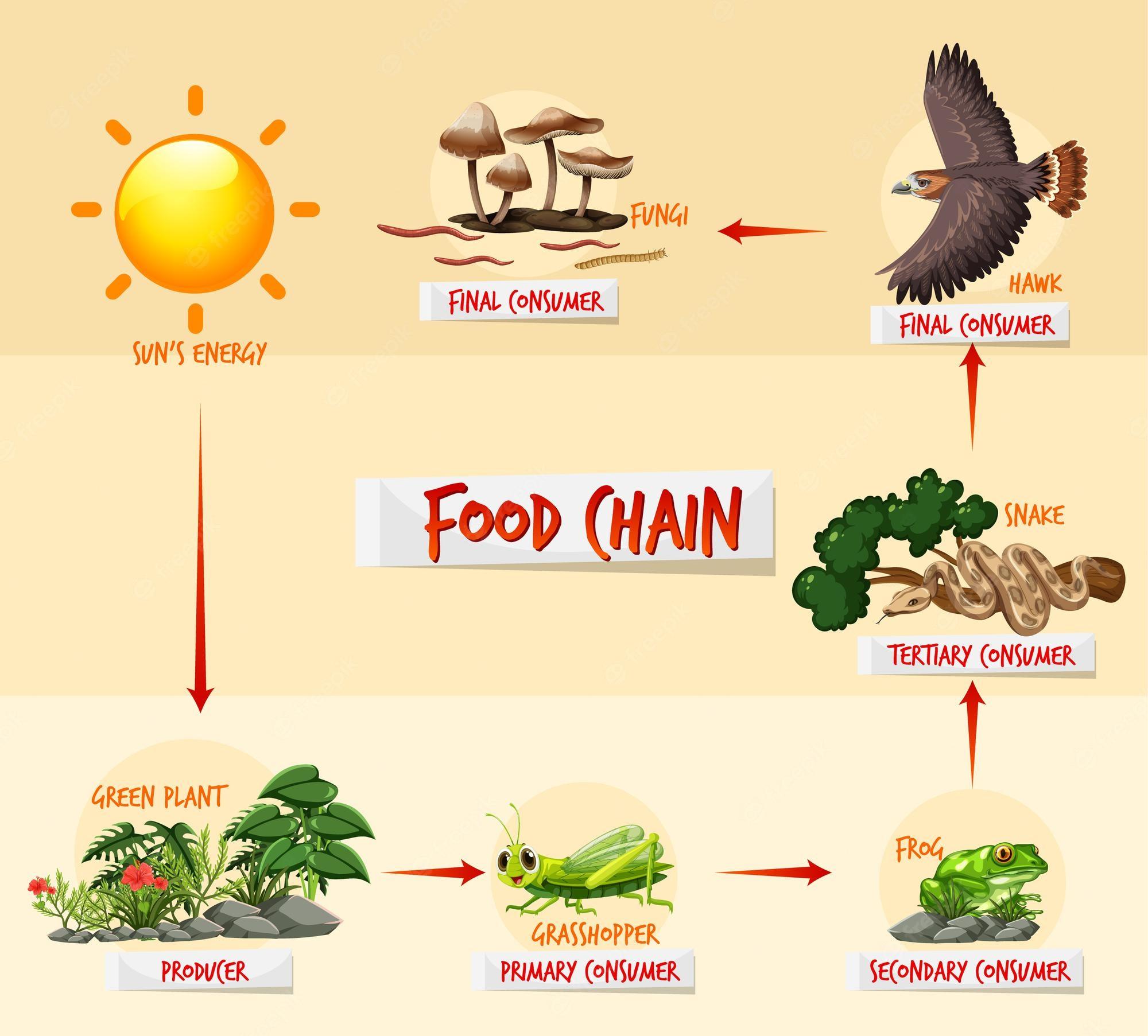 Food Chains, Webs, and Pyramids