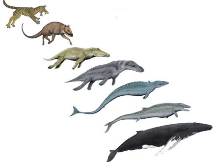 do whales and dogs have a common ancestor