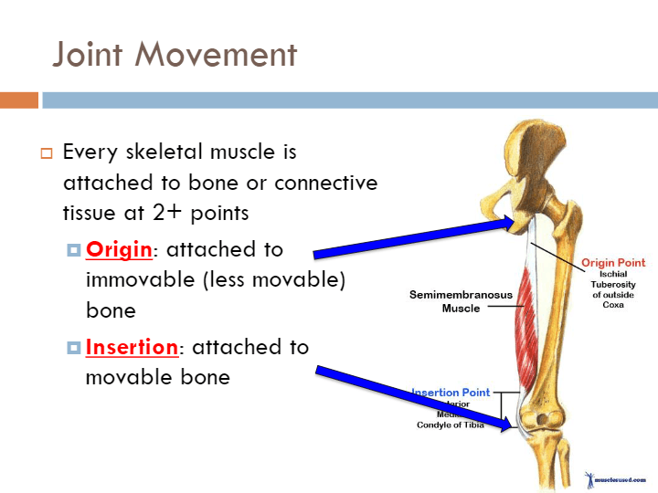 Joints And Articulations | Science - Quizizz