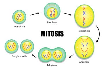 Dalam benar pembelahan mitosis tahapan adalah yang ini Mitosis Adalah