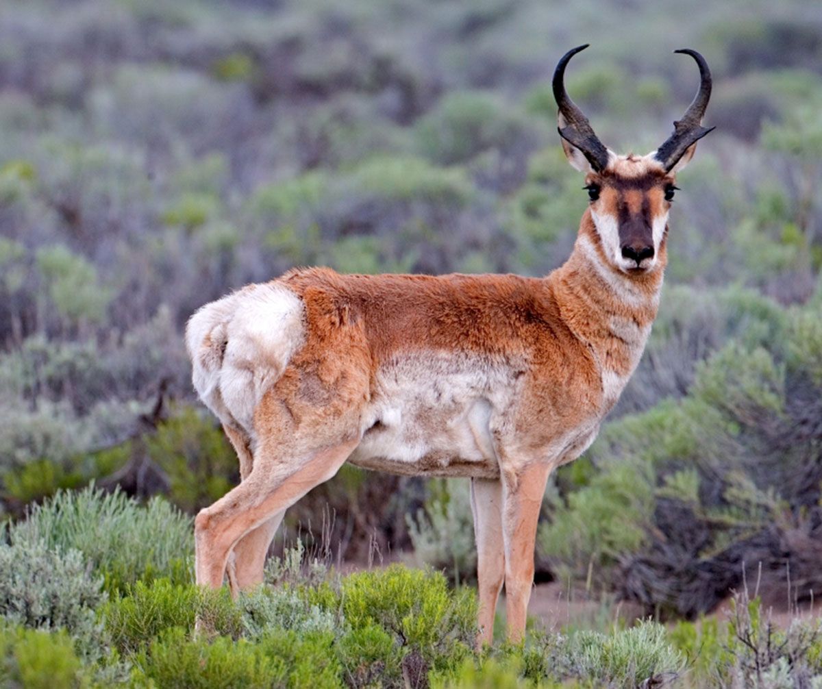 Biodiversity Quiz | Quizizz