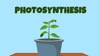 photosynthesis - Year 8 - Quizizz