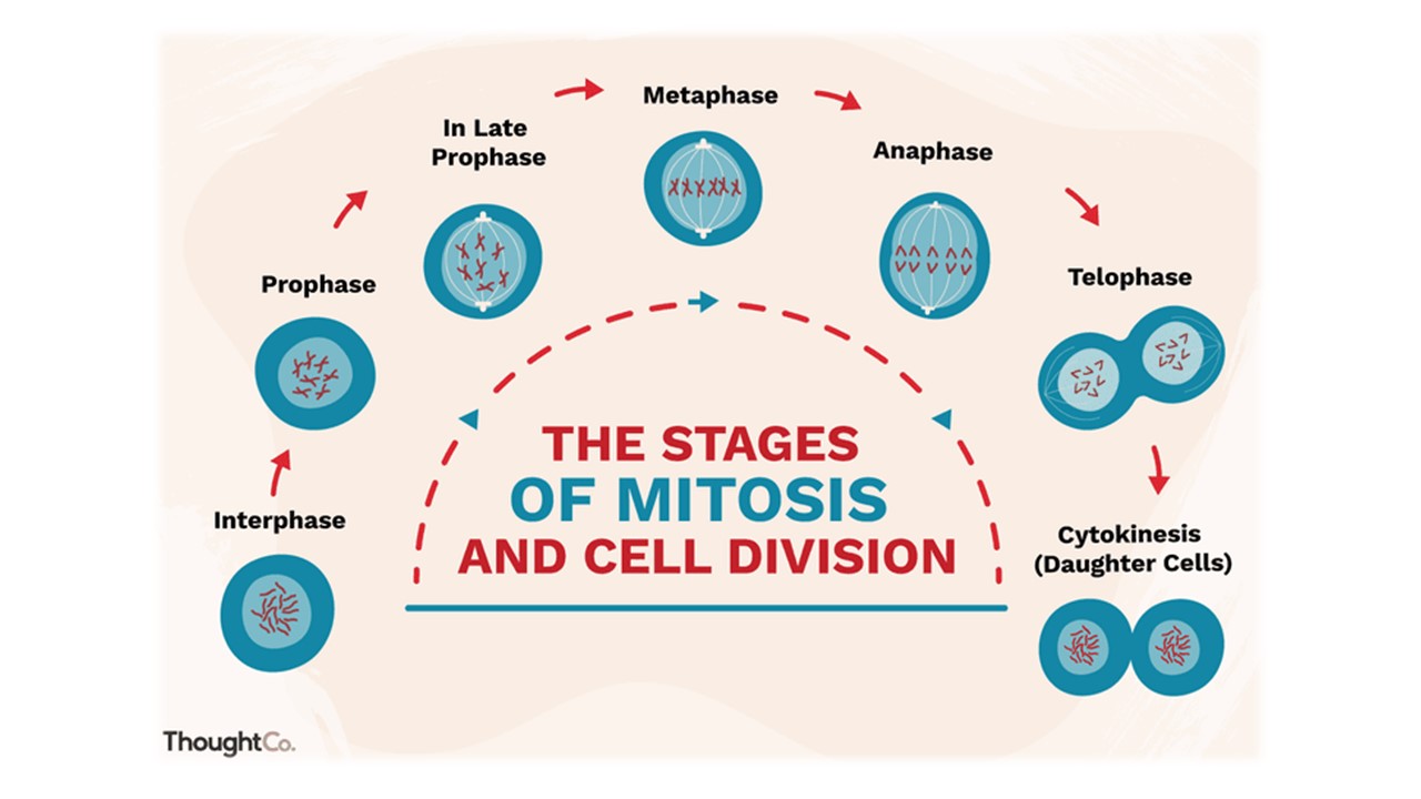 mitosis - Grado 6 - Quizizz