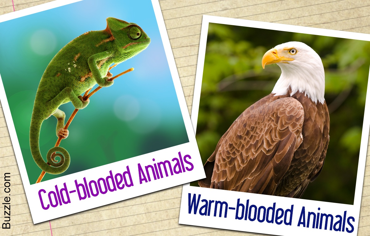 Warm-blooded vs. Cold blooded | Biology Quiz - Quizizz