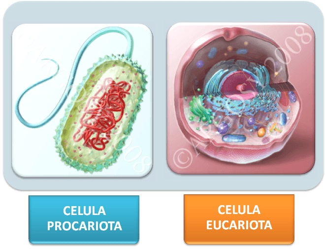 Célula procariota y eucariota | Biology - Quizizz