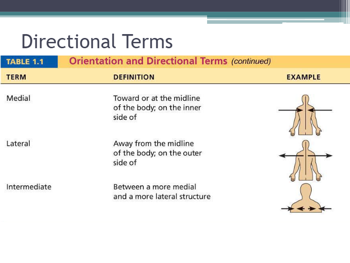 Introduction to Anatomy and Physiology Part 2 - Quizizz