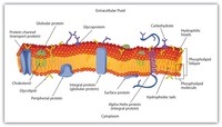 la membrana celular - Grado 7 - Quizizz