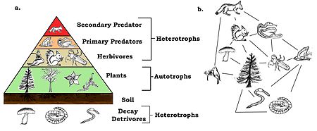 ecology - Class 5 - Quizizz