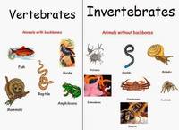 vertebrados e invertebrados - Grado 9 - Quizizz