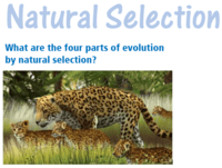 The 4 Parts Of Natural Selection Science Quizizz