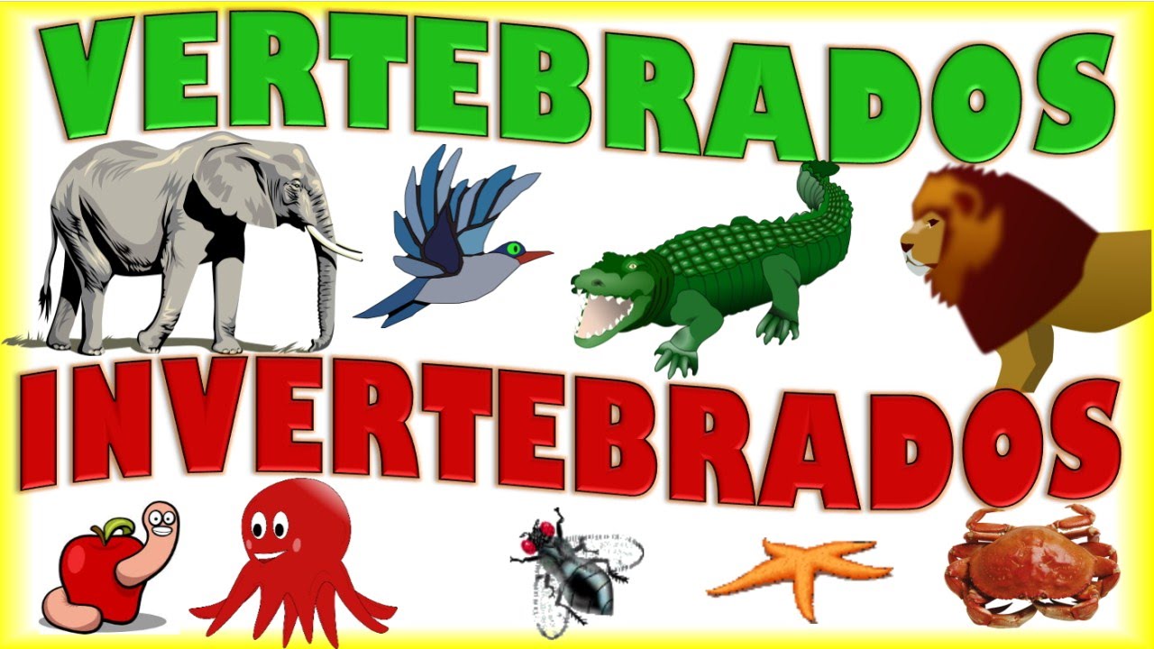 vertebrados e invertebrados Tarjetas didácticas - Quizizz