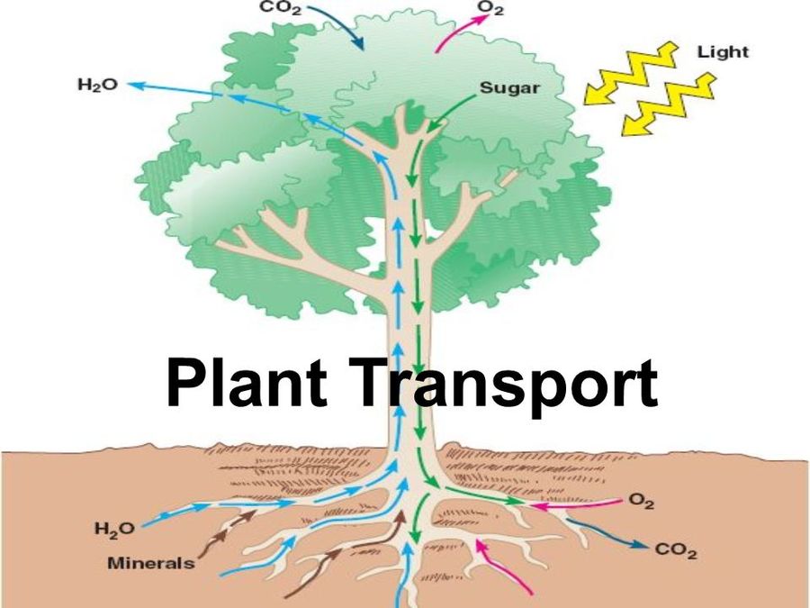 Transportation in Plants | 1.3K plays | Quizizz