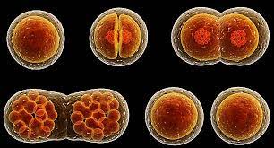 developmental biology - Class 5 - Quizizz