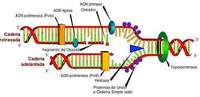 dna structure and replication - Class 1 - Quizizz