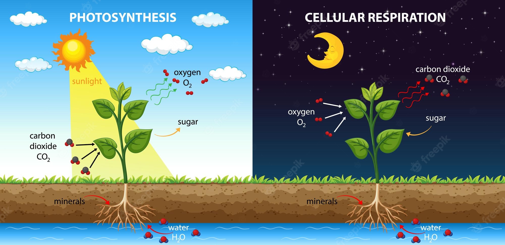 cellular respiration - Year 9 - Quizizz