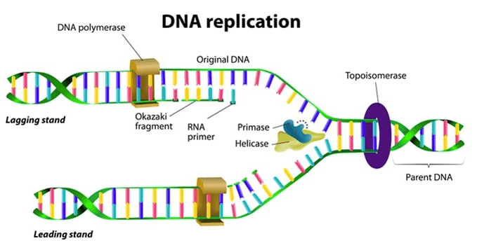 Dna Replication Quiz 630 Plays Quizizz