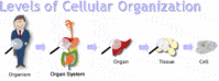 división celular - Grado 7 - Quizizz