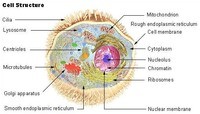 structure of a cell - Class 10 - Quizizz