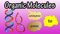 macro moléculas - Série 10 - Questionário
