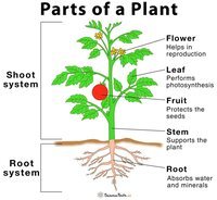 plant parts and their functions - Class 3 - Quizizz