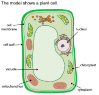 Unit 5 Test Cell Work