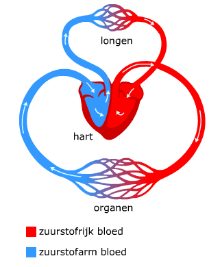 Biologie bloedsomloop | Biology Quiz - Quizizz