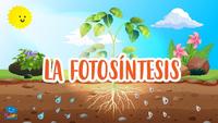 fotosíntesis - Grado 4 - Quizizz