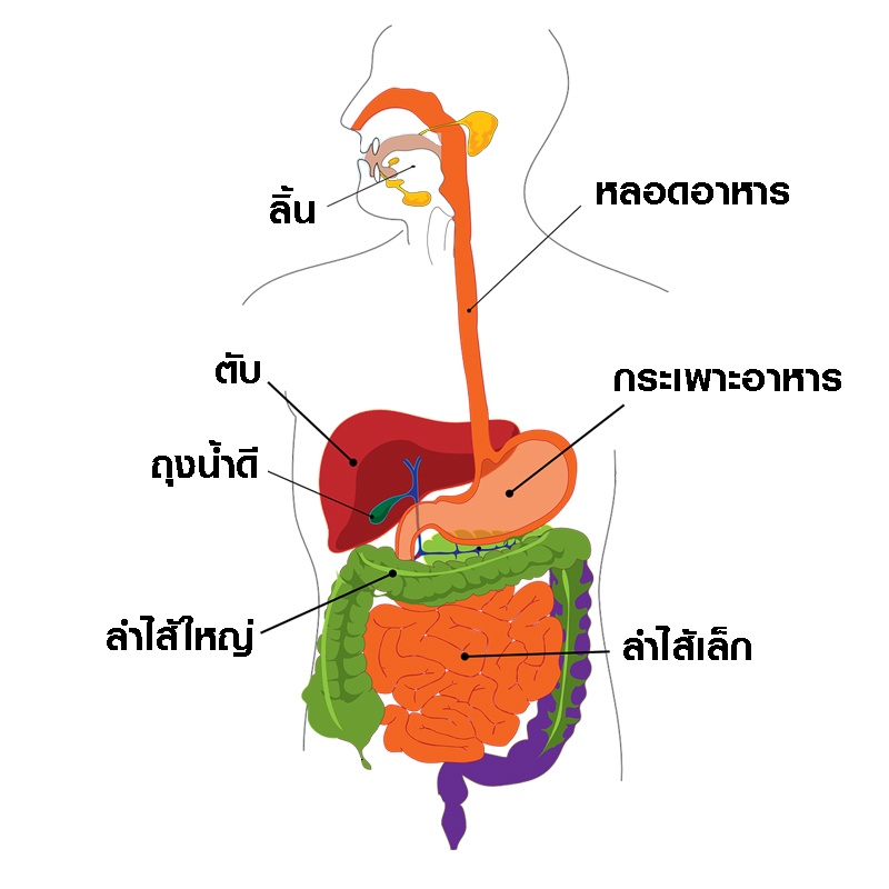 รวมกัน 93+ ภาพ รูป ระบบ ย่อย อาหาร สวยมาก