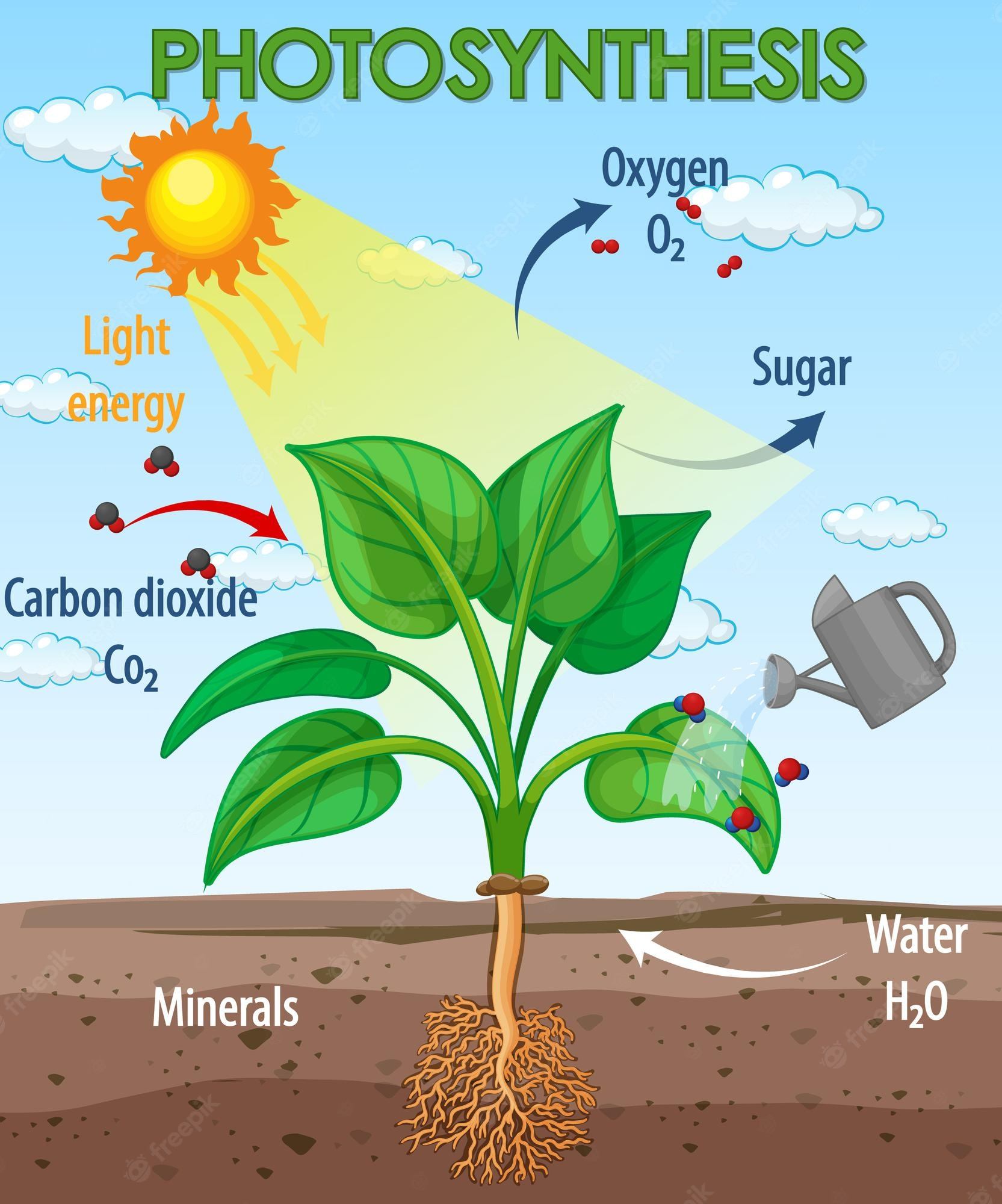 Photosynthesis Multiple Choice | Quizizz