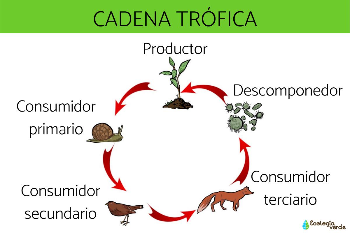 regra da cadeia - Série 5 - Questionário