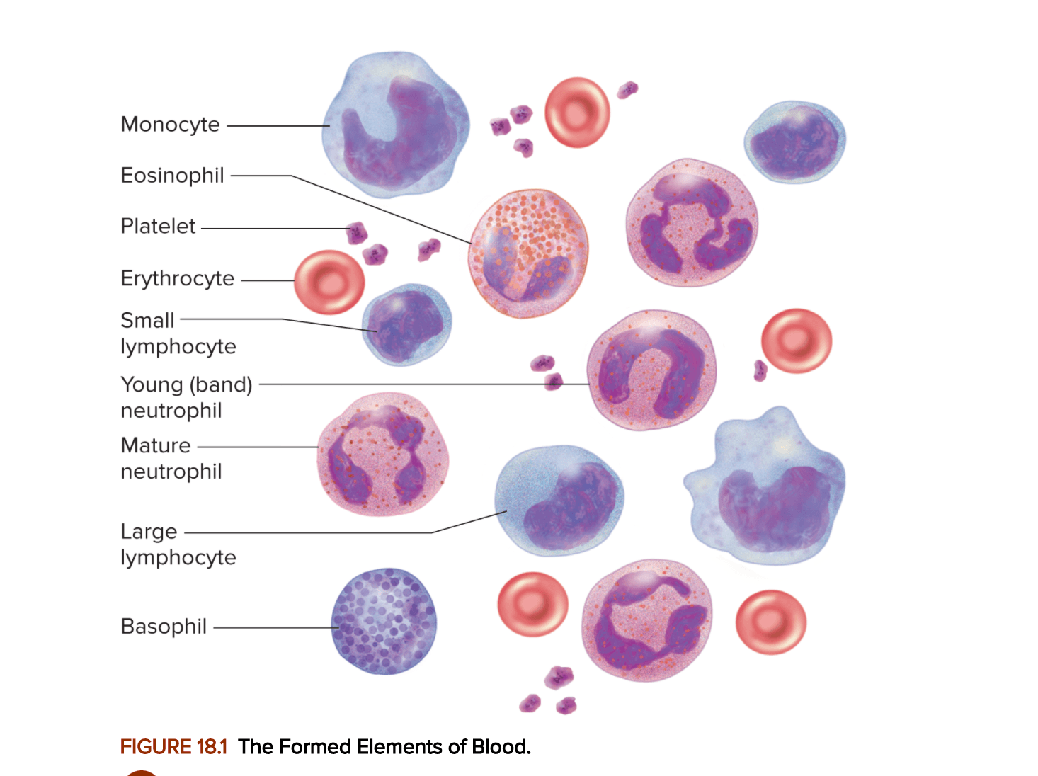 Blood Histology 