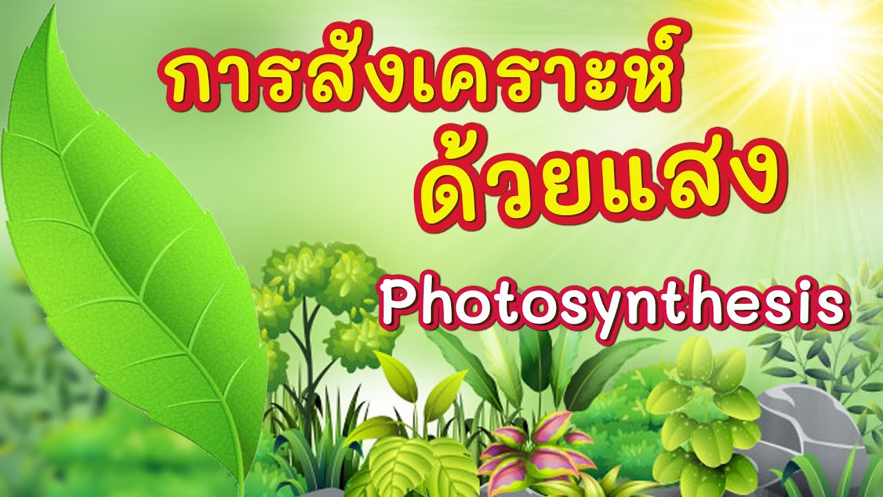 รูปแบบคำ - ระดับชั้น 11 - Quizizz