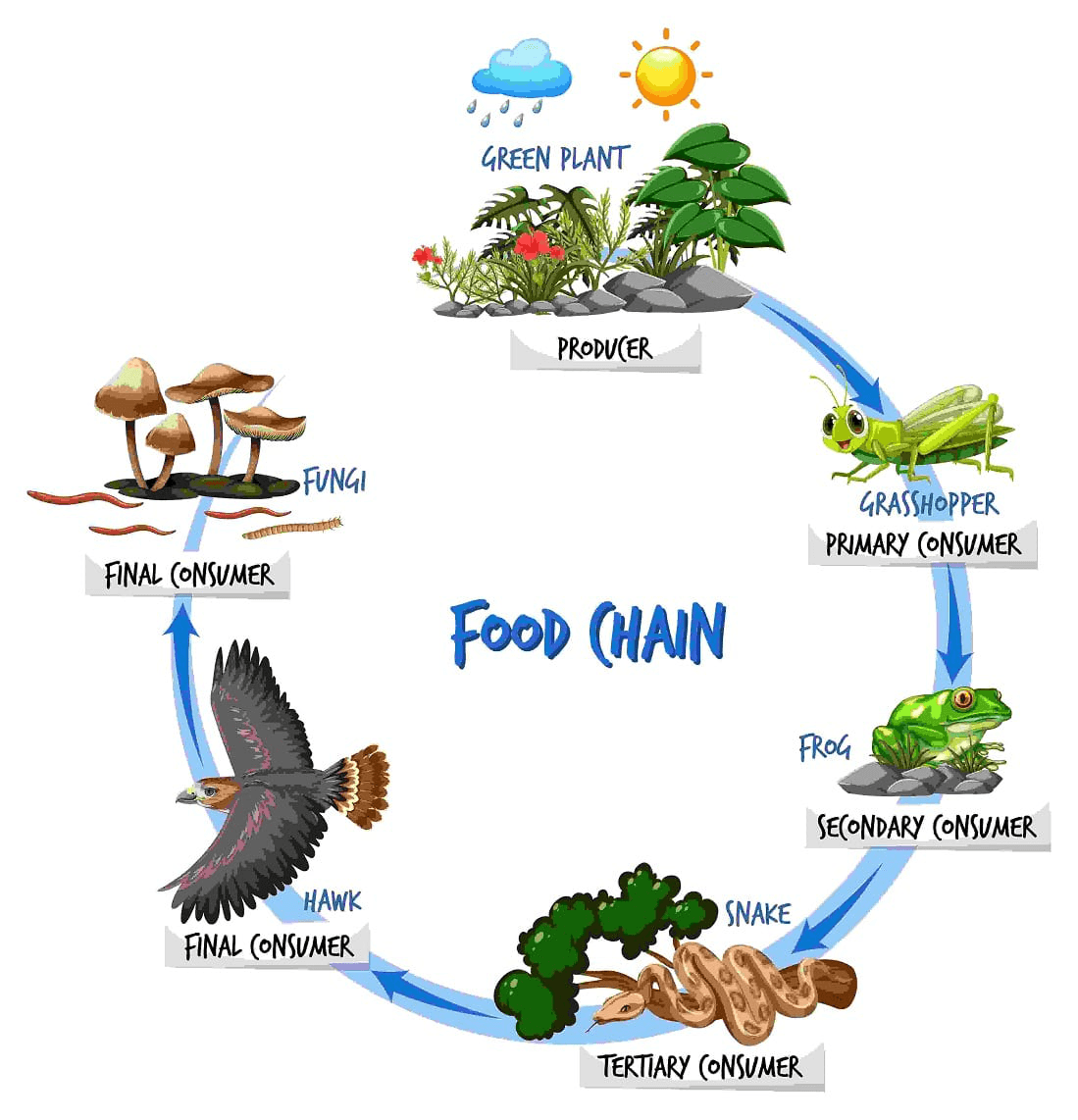 cellular-resp-food-chains-food-webs-and-energy-pyramids-questions