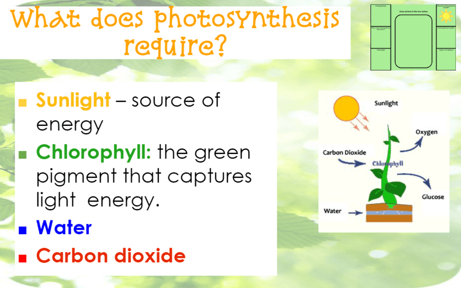 Photosynthesis Notes questions & answers for quizzes and tests - Quizizz