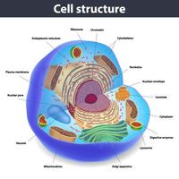 structure of a cell Flashcards - Quizizz