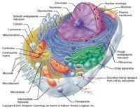 structure of a cell - Grade 11 - Quizizz