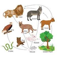 food chain - Grade 9 - Quizizz