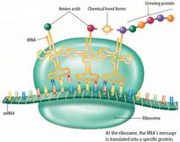 rna and protein synthesis - Class 8 - Quizizz