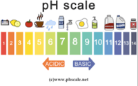 Amino Acids - Year 7 - Quizizz