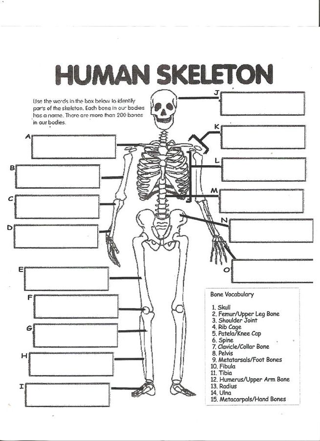 skeletal-system-test-892-plays-quizizz