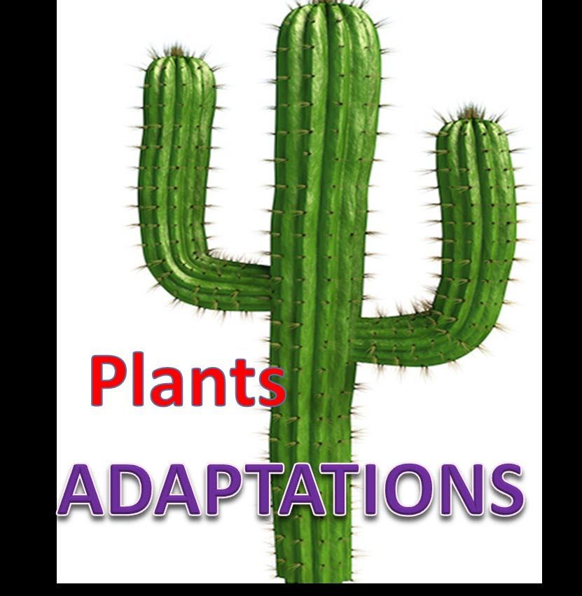 Plant Adaptations | 2.5K plays | Quizizz