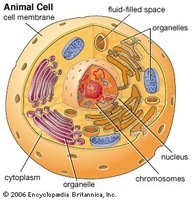 plant cell diagram - Year 10 - Quizizz