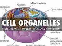 structure of a cell - Grade 12 - Quizizz