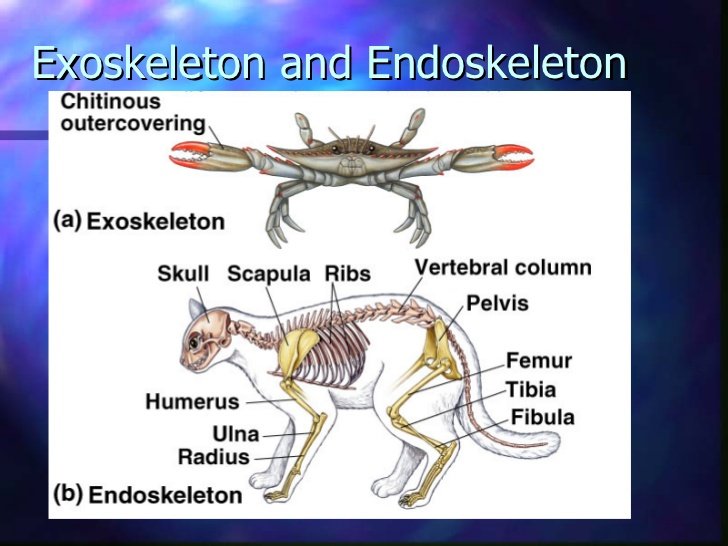 Comparing an exoskeleton to an endoskeleton Quiz - Quizizz