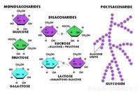 evolution and the tree of life - Grade 10 - Quizizz