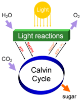 photosynthesis - Grade 12 - Quizizz