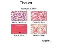 Anatomy and Physiology: Tissue Quiz