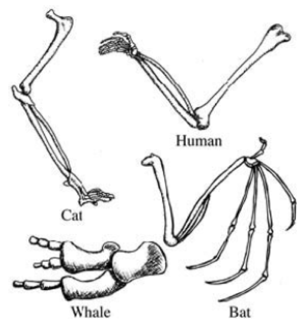 Theory of Evolution | Quizizz