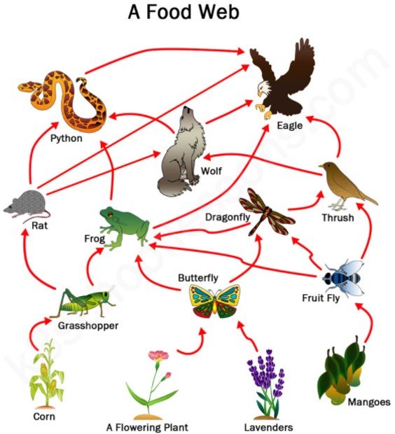 Food Chains, Food Webs, and Energy Pyramids | 1.2K plays | Quizizz