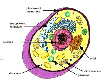 Biology Review_#1_May 2017 | Cell Structure Quiz - Quizizz